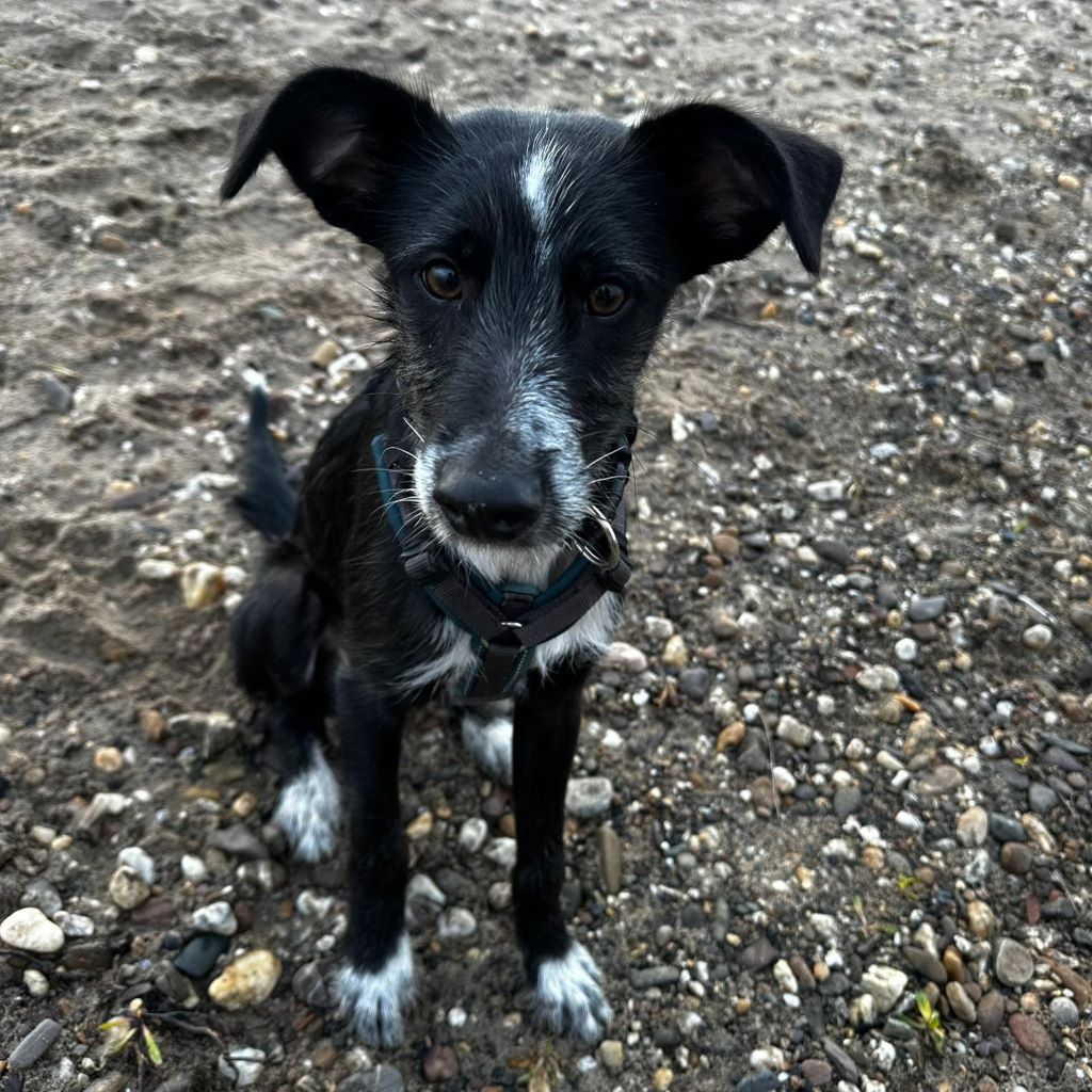 Mischling Persil, 08/2025, Endgröße ca. 40 cm, 46242 Bottrop