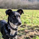 Mischling Persil, 08/2025, Endgröße ca. 40 cm, 46242 Bottrop