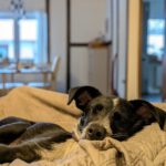 Mischling Persil, 08/2025, Endgröße ca. 40 cm, 46242 Bottrop