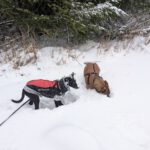 Mischling Persil, 08/2025, Endgröße ca. 40 cm, 46242 Bottrop