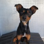 Zwergpinscher Phoskito, 01/2025, ca. 30 cm