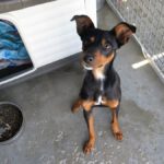 Zwergpinscher Phoskito, 01/2025, ca. 30 cm