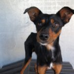 Zwergpinscher Phoskito, 01/2025, ca. 30 cm