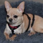 Chihuahua Pingu , 02/2023, ca. 20 cm, 21224 Rosengarten