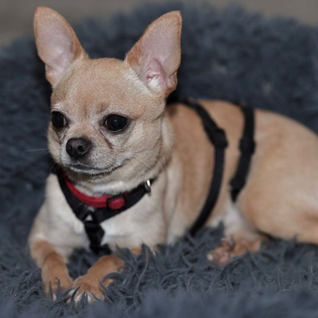 Chihuahua Pingu , 02/2023, ca. 20 cm, 21224 Rosengarten