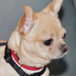 Chihuahua Pingu , 02/2023, ca. 20 cm, 21224 Rosengarten