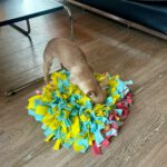 Chihuahua Pingu , 02/2023, ca. 20 cm, 21224 Rosengarten