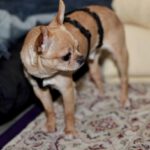 Chihuahua Pingu , 02/2023, ca. 20 cm, 21224 Rosengarten