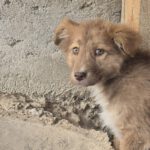 Mischling Pit, 11/2025, Endgröße ca. 55- 60 cm