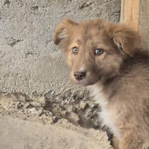 Mischling Pit, 11/2025, Endgröße ca. 43 cm