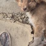 Mischling Pit, 11/2025, Endgröße ca. 43 cm