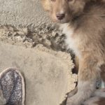 Mischling Pit, 11/2025, Endgröße ca. 43 cm