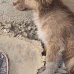 Mischling Pit, 11/2025, Endgröße ca. 43 cm