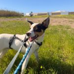 Bodeguero Mischling Pituso, 09/2024, ca. 53 cm