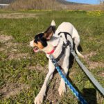 Bodeguero Mischling Pituso, 09/2024, ca. 53 cm