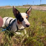 Bodeguero Mischling Pituso, 09/2024, ca. 53 cm