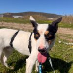 Bodeguero Mischling Pituso, 09/2024, ca. 53 cm