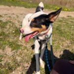 Bodeguero Mischling Pituso, 09/2024, ca. 53 cm