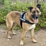 Mischling Pocahontas, 09/2023, ca. 65 cm