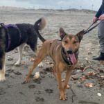 Mischling Pogo, 10/2023, ca. 50 cm