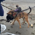 Mischling Pogo, 10/2023, ca. 50 cm