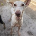 Podenco Pongo, 02/2020, ca. 45 cm