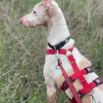 Podenco Pongo, 02/2020, ca. 45 cm