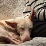 Podenco Pongo, 02/2020, ca. 45 cm