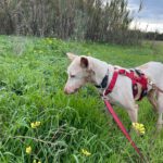 Podenco Pongo, 02/2020, ca. 45 cm