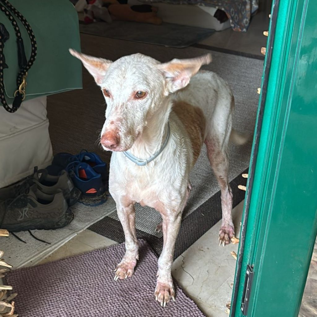 Podenco Pongo, 02/2020, ca. 45 cm