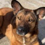 Malinois Mischling Porsche, 10/2015, ca. 58 cm