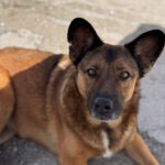 Malinois Mischling Porsche, 10/2015, ca. 58 cm