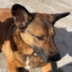 Malinois Mischling Porsche, 10/2015, ca. 58 cm