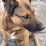 Malinois Mischling Porsche, 10/2015, ca. 58 cm