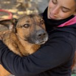 Malinois Mischling Porsche, 10/2015, ca. 58 cm