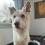 Podenco Campanero Protecton, 02/2016, ca. 70 cm, 21493 Südergellersen