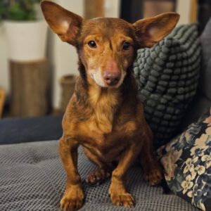 Podenco Maneto Pulgarcito, 05/2018, ca. 35 cm, 04828 Bennewitz