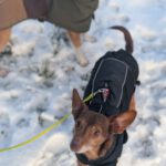 Podenco Maneto Pulgarcito, 05/2018, ca. 35 cm, 04828 Bennewitz