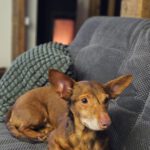 Podenco Maneto Pulgarcito, 05/2018, ca. 35 cm, 04828 Bennewitz