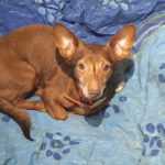Podenco Maneto Pulgarcito, 05/2018, ca. 35 cm, 04828 Bennewitz