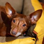 Podenco Maneto Pulgarcito, 05/2018, ca. 35 cm, 04828 Bennewitz