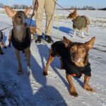 Podenco Maneto Pulgarcito, 05/2018, ca. 35 cm, 04828 Bennewitz
