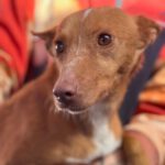 Podenco Raquel, 05/2025, Endgröße ca. 39 cm