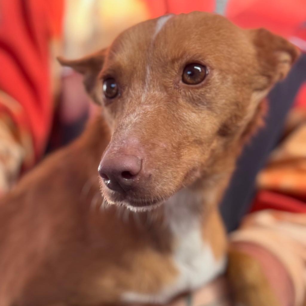 Podenco Raquel, 05/2025, Endgröße ca. 39 cm