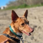 Podenco Raquel, 05/2025, Endgröße ca. 39 cm