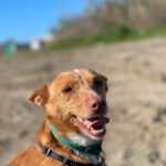 Podenco Raquel, 05/2025, Endgröße ca. 39 cm