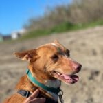 Podenco Raquel, 05/2025, Endgröße ca. 39 cm