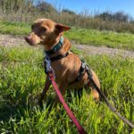 Podenco Raquel, 05/2025, Endgröße ca. 39 cm