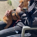 Podenco Raquel, 05/2025, Endgröße ca. 39 cm