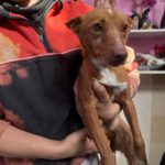 Podenco Raquel, 05/2025, Endgröße ca. 39 cm